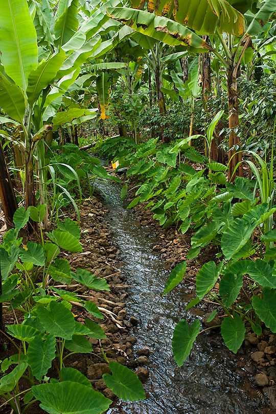 The relative wealth of the Chagga tribe &lt;p&gt;comes from the favourable climate &lt;p&gt;of Mt Kilimanjaro and successful &lt;p&gt;agricultural methods.