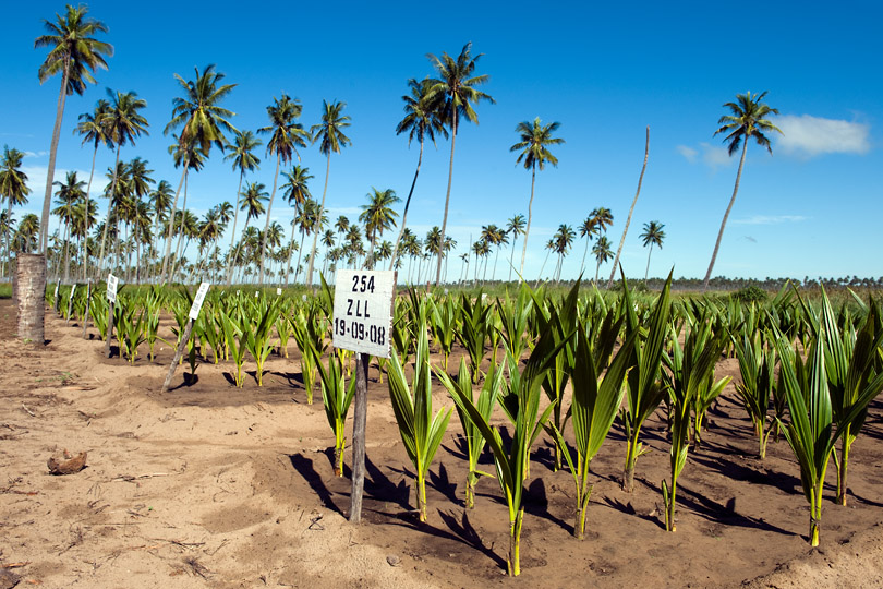 Coconut hybrid and dwarf varieties bred for resistance &lt;p&gt;to Lethal Yellowing Disease, Mozambique