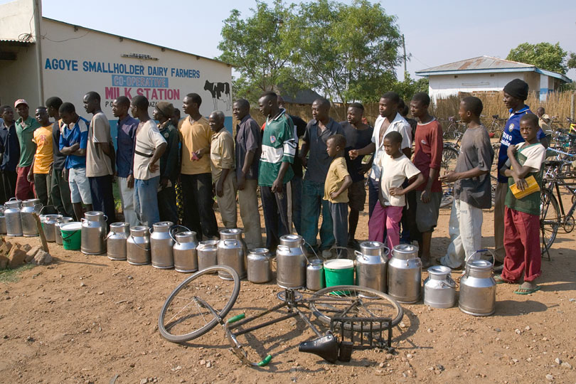 Farmers delivering fresh milk to the Co-operative