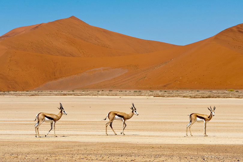 Springbok and sand dunes, Sossusvlei, Namibia